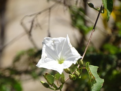 Ipomoea populina