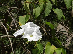 Ipomoea populina