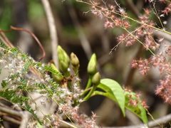 Ipomoea populina