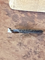 Miomantis caffra