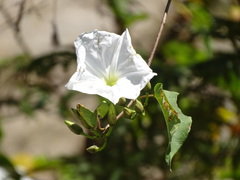 Ipomoea populina