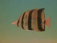 Chelmonops truncatus