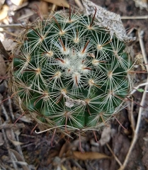 Mammillaria rettigiana