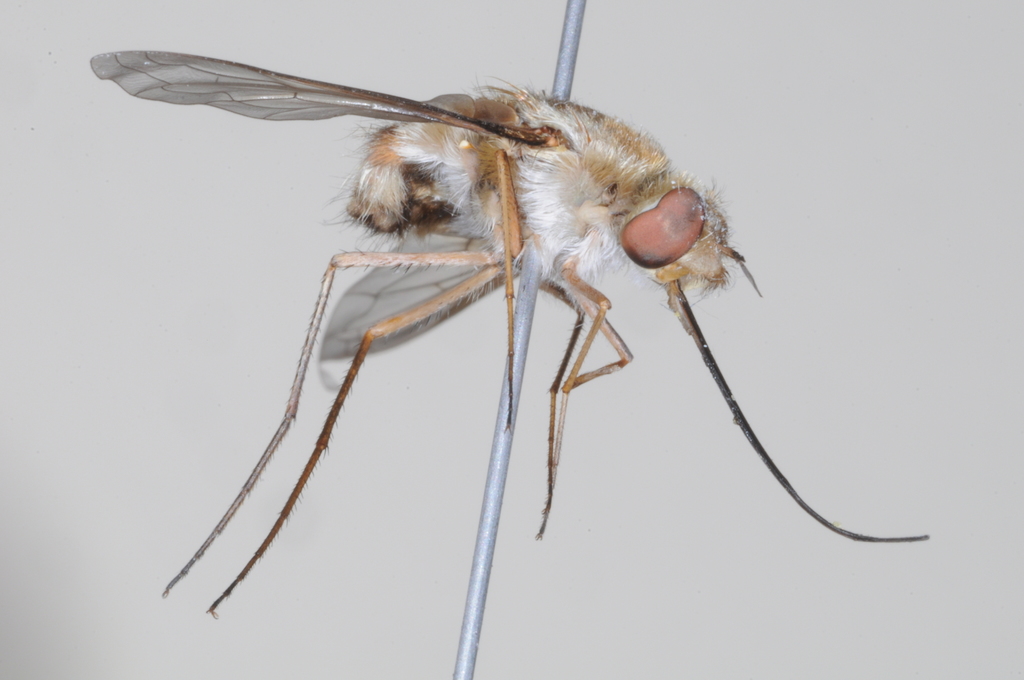 Heterostylum hirsutum