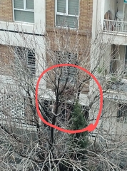 Streptopelia senegalensis