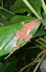 Anolis cristatellus