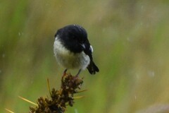 Petroica macrocephala macrocephala