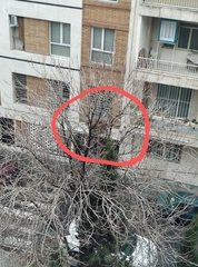 Streptopelia senegalensis