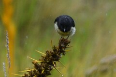 Petroica macrocephala macrocephala