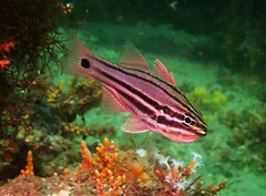 Ostorhinchus limenus