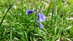 Hyacinthoides