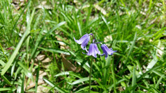 Hyacinthoides