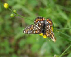 Euphydryas maturna