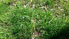 Hyacinthoides