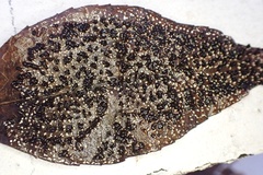Diachea leucopodia