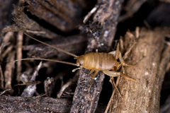 Myrmecophilidae