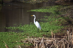 Ardea alba egretta