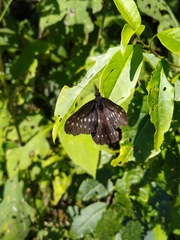 Catasticta flisa flisa