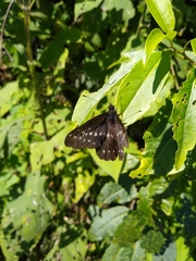 Catasticta flisa flisa