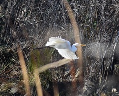 Ardea alba egretta