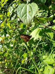 Catasticta flisa flisa