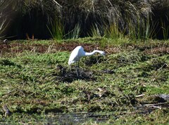 Ardea alba egretta