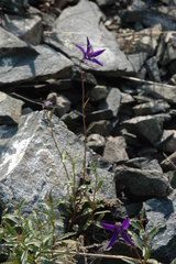 Campanula aurita