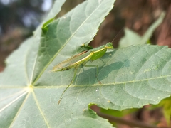 Odontomantis