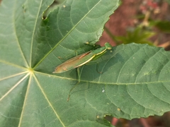 Odontomantis