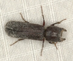 Bostrychoplites cornutus