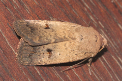 Proteuxoa hypochalchis