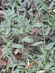 Ichnanthus pallens