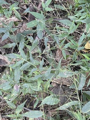 Ichnanthus pallens