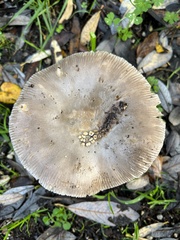 Amanita protecta