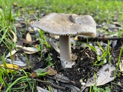 Amanita protecta