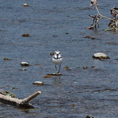 Anarhynchus frontalis