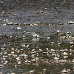 Anarhynchus frontalis