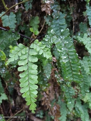 Adiantum diaphanum