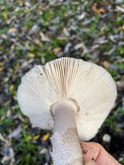 Amanita protecta