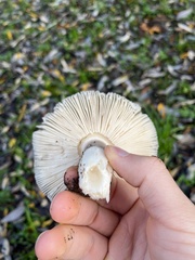 Amanita protecta