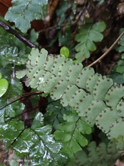 Adiantum diaphanum