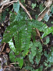 Adiantum diaphanum