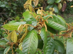 Mischocarpus lachnocarpus