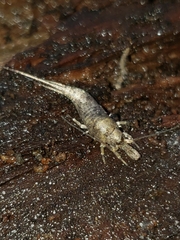 Pedetontus
