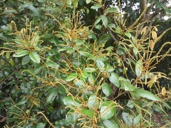 Mischocarpus lachnocarpus