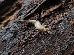Pedetontus