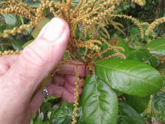 Mischocarpus lachnocarpus