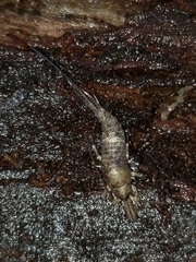 Pedetontus