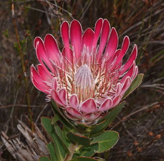 Protea compacta
