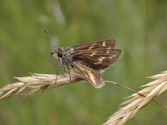 Taractrocera papyria